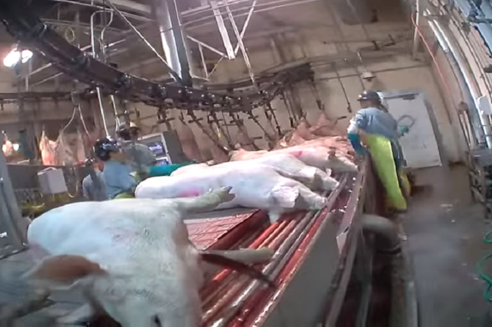Ako imate osetljiv stomak, ne gledajte ovo: Uznemirujući snimak mučenja svinja!