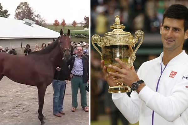 Ovakvog protivnika još nije imao: Novak protiv konja u izboru za sportistu godine?! (VIDEO)