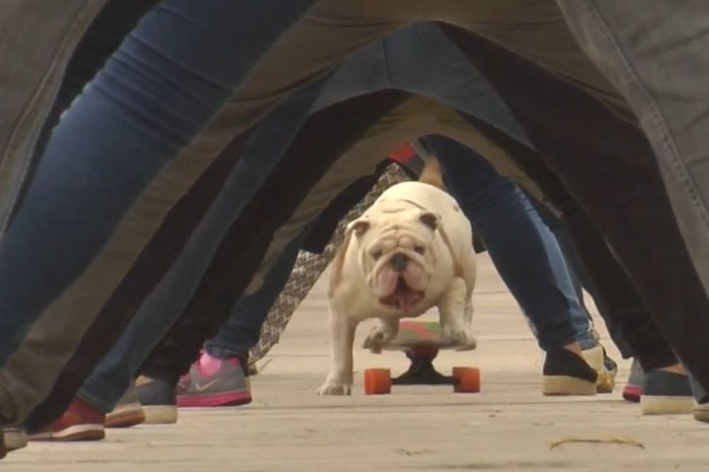 Buldog skejter, ginisov rekorder: Evo kako mu je to pošlo za šapom (FOTO) (VIDEO)