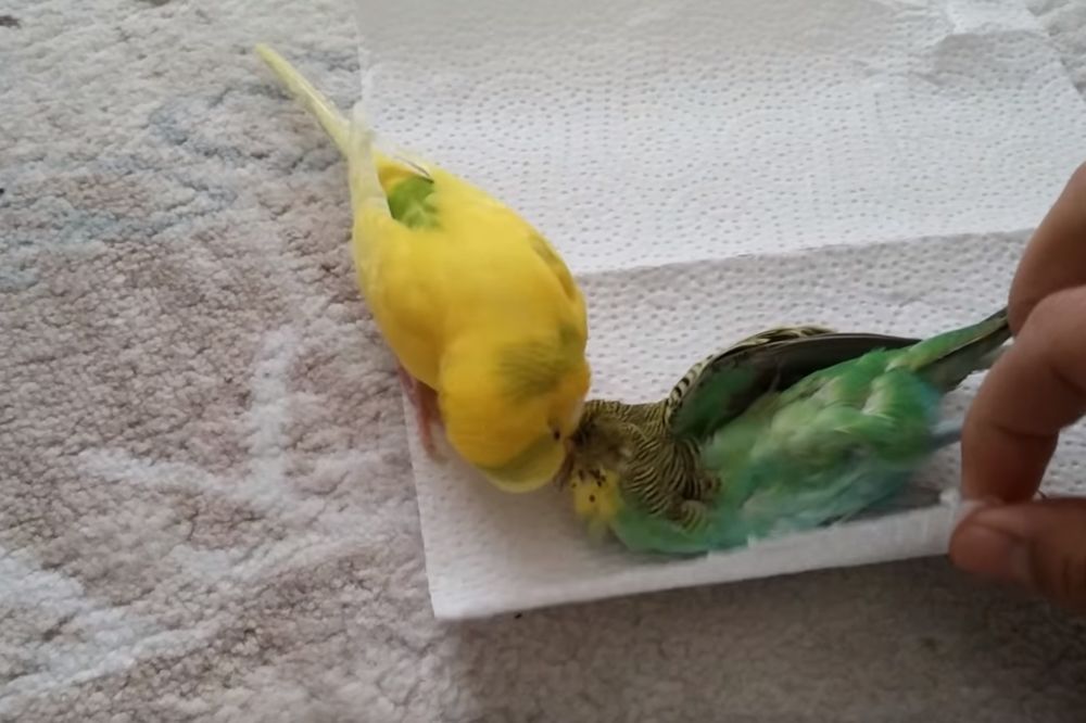 Pretužno: Kako papagaj oplakuje smrt svoje drage? (VIDEO)