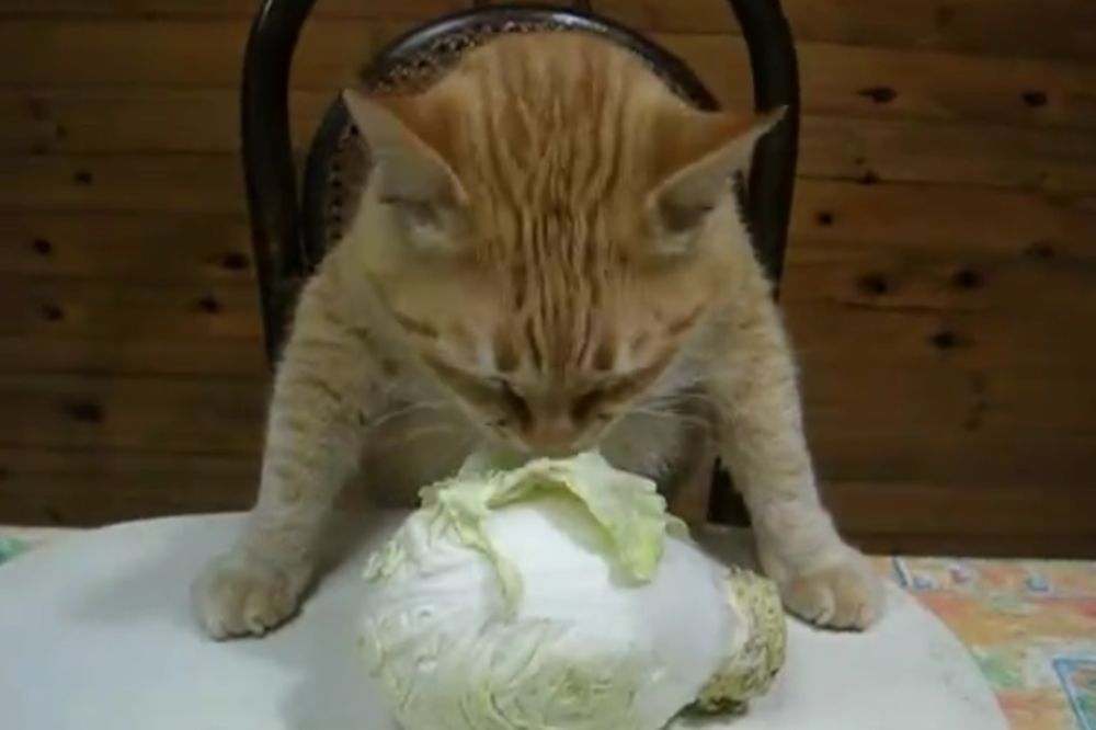 Mačija dijeta: #ONOKAD zaista rešite da smršate, prvi dan je najteži... (VIDEO)