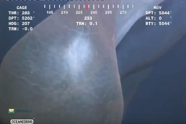 Upiškićete se od straha kad ga vidite: Veliki je, ljigav i sluzav! (VIDEO)