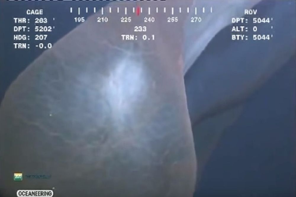 Upiškićete se od straha kad ga vidite: Veliki je, ljigav i sluzav! (VIDEO)