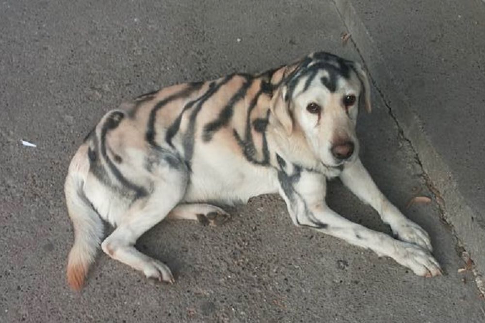 Ovog jadnog mališu su ofarbali i šutnuli na ulicu, napravili su od njega vic! (FOTO)