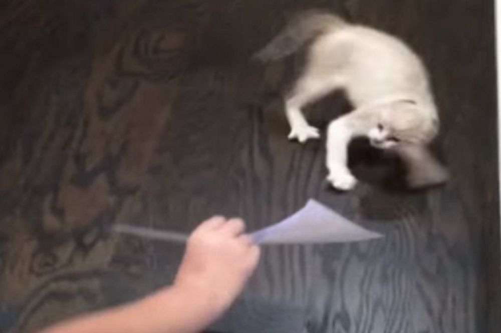 Mala maca se izbezumila kad je videla svoj selfi! (FOTO)