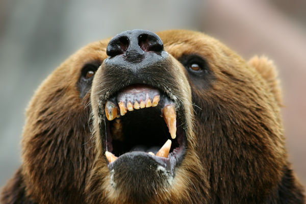 Ogroman je, ima 200 kila: Medved se šeta po banjalučkom predgrađu!