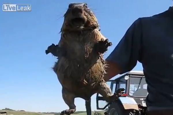 Zavija, ali ne čokoladu u foliju: Da li ste ikada čuli vrisak mrmota? (VIDEO)