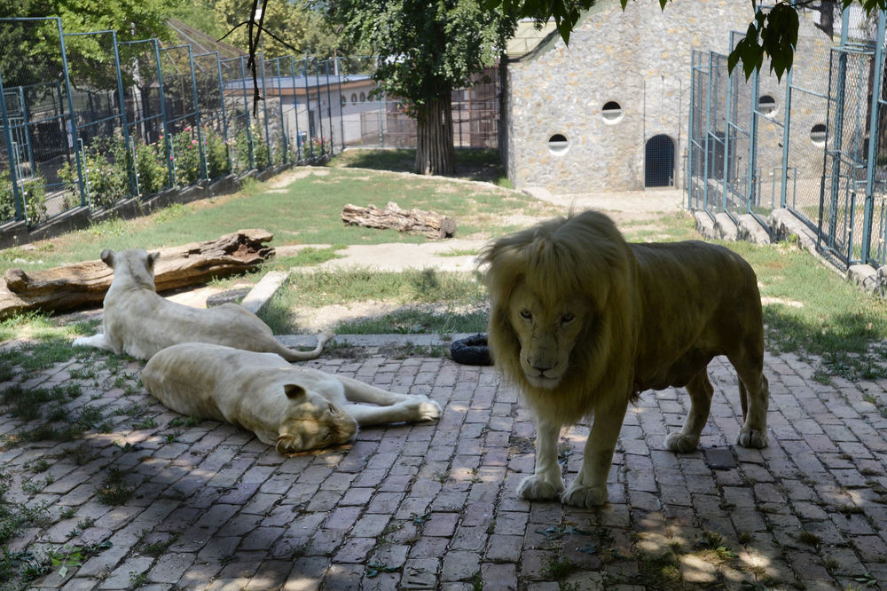 Turisti zgroženi zbog uslova u beogradskom zoološkom vrtu! (VIDEO)