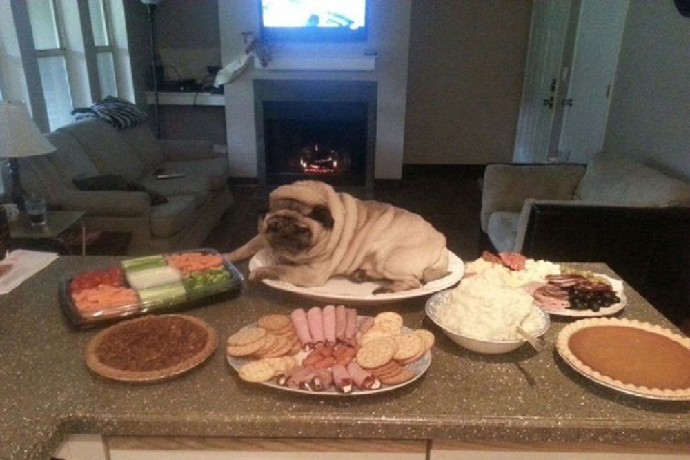 38 najotkačenijih kućnih ljubimaca u 2015 godini! (GIF) (FOTO)