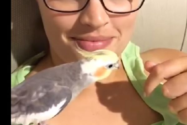 Papagaj peva pesmu iz filma Porodica Adams! Ne verujete? (VIDEO)