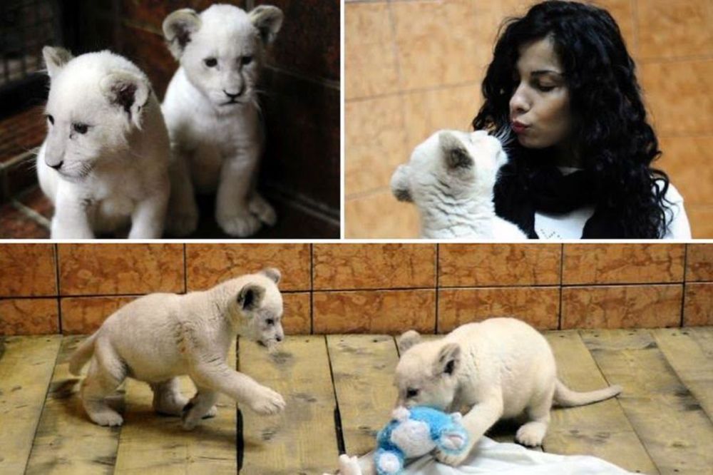 Ljubili smo dva najslađa bela lavića na svetu! Ništa se s tim ne može uporediti! (VIDEO)