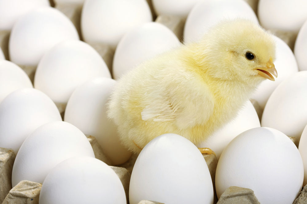 Sindikat u Kovinu valja piliće potpredsednika Đure, cijena prava sitnica!