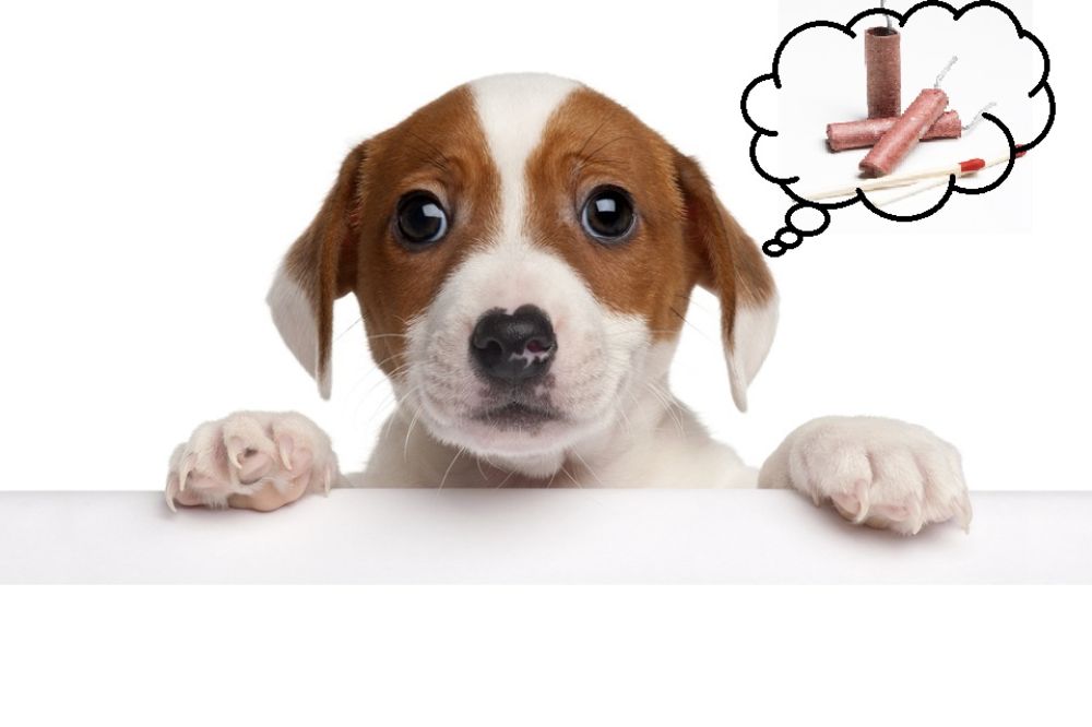 Ne bacajte petarde, ako boga znate: Od infarkta svake godine ugine 5.000 pasa! (FOTO)