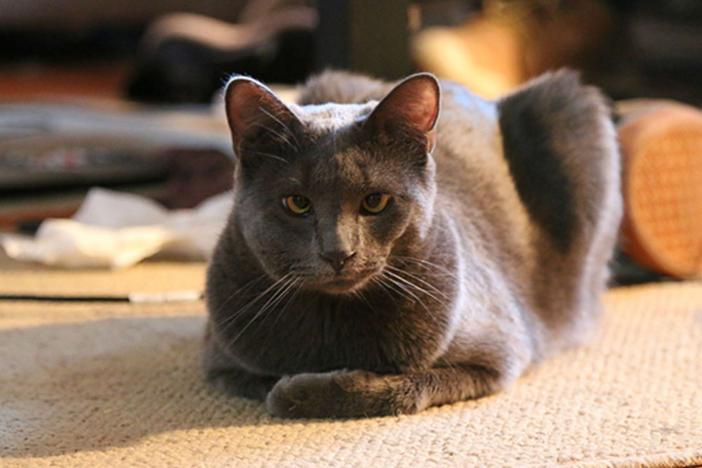 Mrnjau ili bzzz? Šta mislite, ko je jači: Mačke ili pčele? (FOTO)