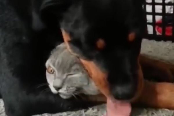 Da li ga davi ili ga voli? Rot je zgnječio ovog mačka, bukvalno! (VIDEO)