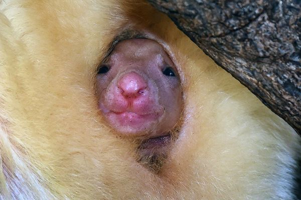 BG zoo vrt je dobio dva nova miljenika! Rastopićete se kad ih vidite! (FOTO)