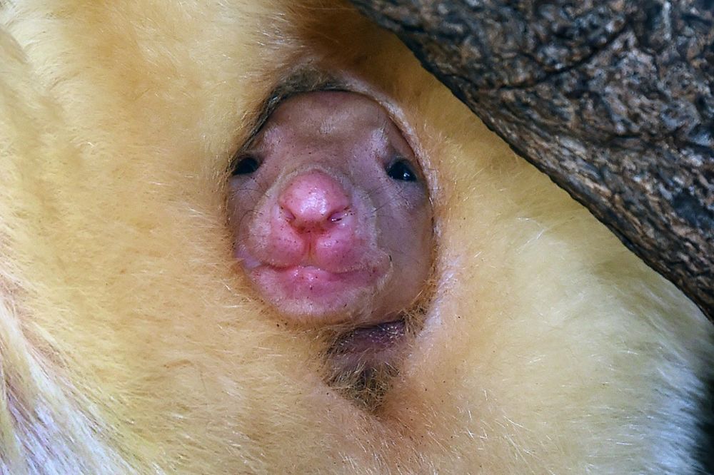 BG zoo vrt je dobio dva nova miljenika! Rastopićete se kad ih vidite! (FOTO)