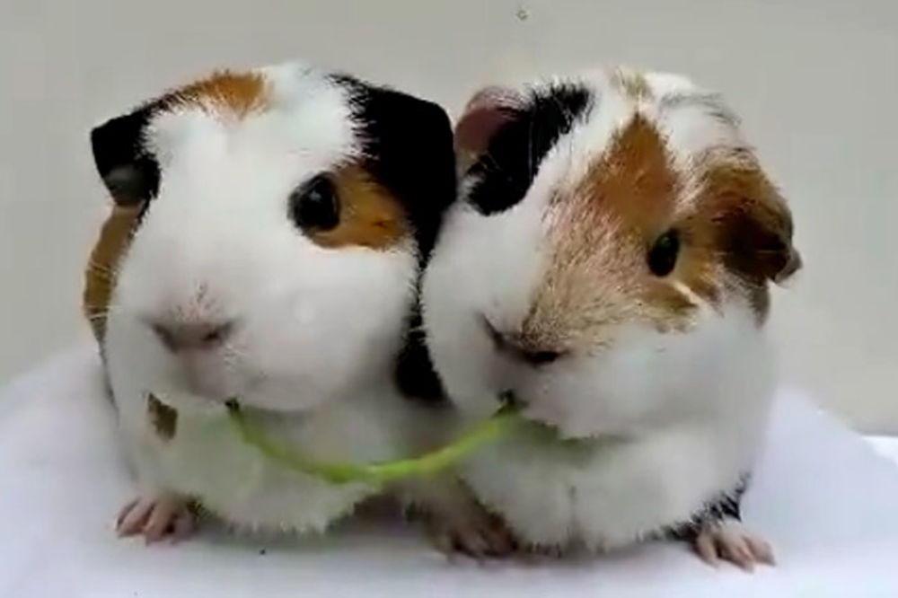 Tako su se dvoje smuvali: Najslađi klip koji ćete videti danas (VIDEO)