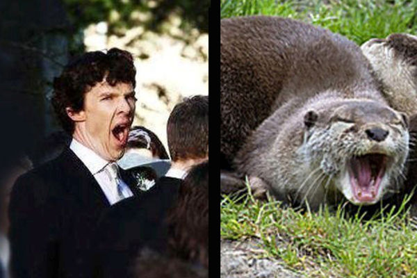 Ubiše ga od sprdnje! Benedikta Kumberbača svi prozivaju da je vidra! Zar nije isti? (GIF)