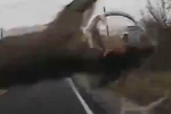 Umalo ga nije strefila srčka: Životinja šokirala policajca! (VIDEO)