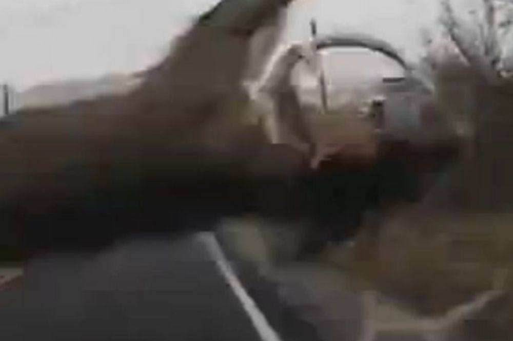 Umalo ga nije strefila srčka: Životinja šokirala policajca! (VIDEO)