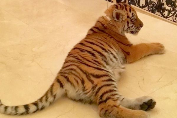 Koja je tajna veza između tigrova i boksera? (FOTO)