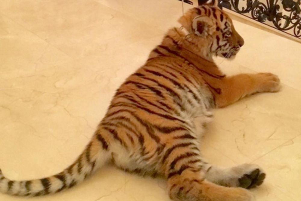 Koja je tajna veza između tigrova i boksera? (FOTO)