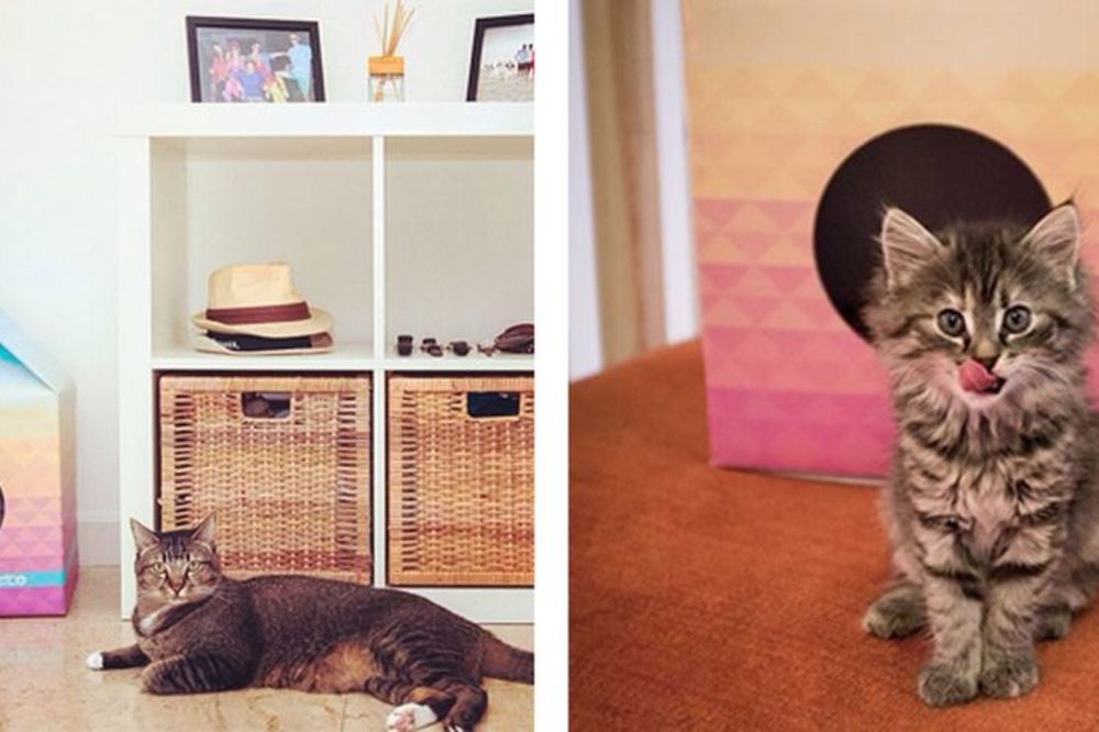 Jer vaša maca to zaslužuje: Genijalane šarene kućice za vaše ljubimce! (FOTO)