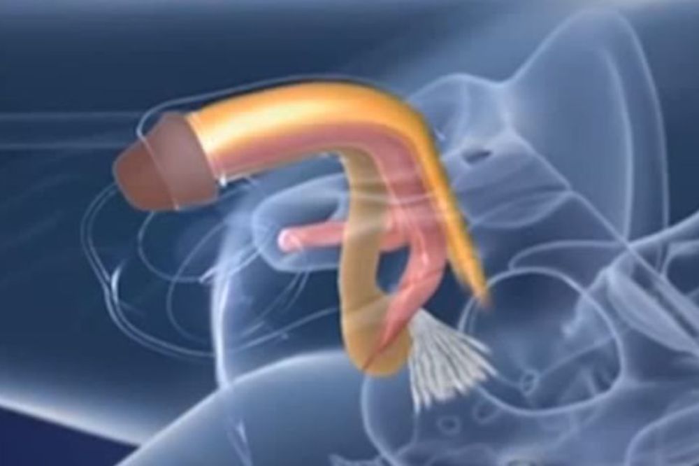 Evo kako muškarac postaje žena: Animaciju pokazuje kako se vrši promena pola! (UZNEMIRUJUĆI VIDEO)