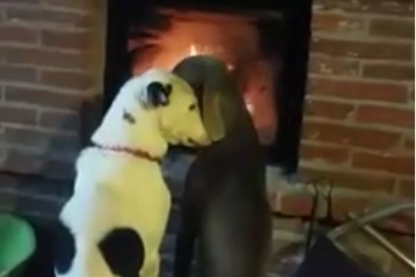 Prema njoj se ponašao kao pseto, na šta je i ona reagovala kao kučka! (VIDEO)