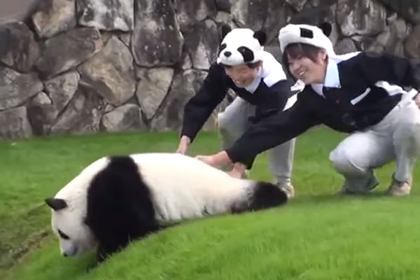 Pravi nestaško: Beba panda rešila da zbriše, po svaku cenu! (VIDEO)