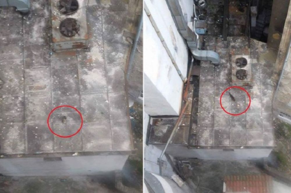 Preslatko mače se 6 dana smrzavalo na krovu, a on ga je spasao od sigurne smrti! (FOTO) (VIDEO)