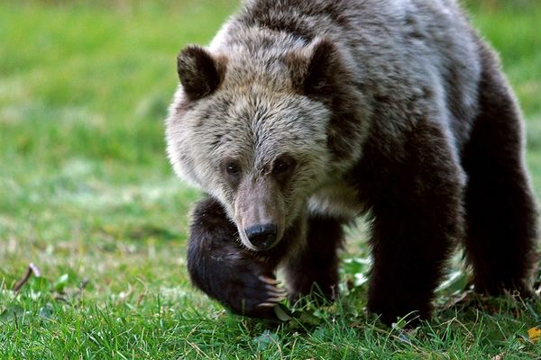 Mečka nokautirala lovca na Tari: Mislio sam da će me raskomadati!