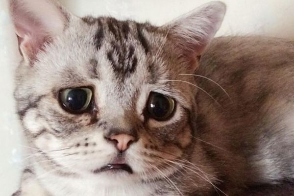 Rastopićete se kad je vidite: Ovo je Luhu, najtužnija maca na svetu (FOTO)