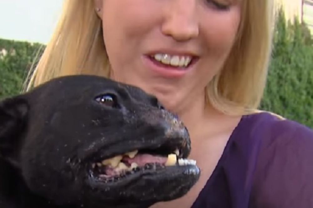 Pitbul i zlostavljana žena prošli kroz pakao u životu, ali ih je prijateljstvo spaslo! (VIDEO) (FOTO)