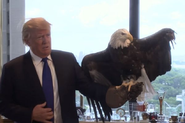 Karma uzvraća udarac: Orao pokušao da očerupa Donalda Trampa! (GIF) (VIDEO)