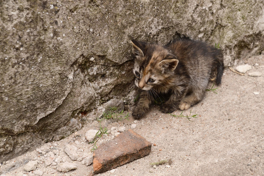 Komunalci iz Lučana ostali bez plata zbog mrtve mačke!