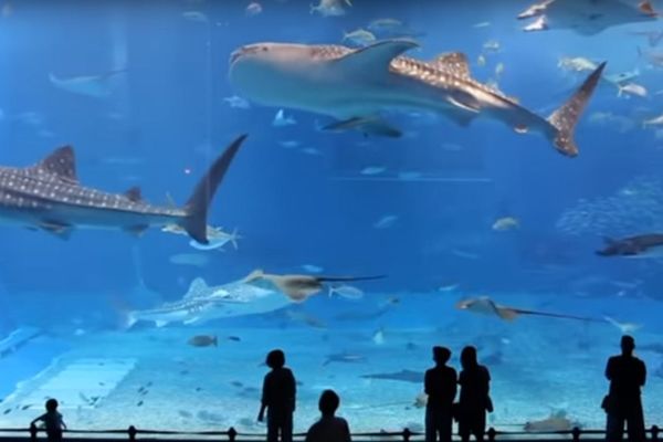 Veliko plavetnilo: Predstavljamo vam 5 najvećih okenarijuma na svetu! (VIDEO)