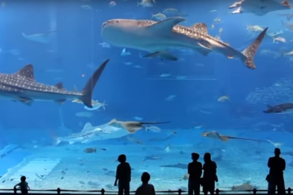 Veliko plavetnilo: Predstavljamo vam 5 najvećih okenarijuma na svetu! (VIDEO)