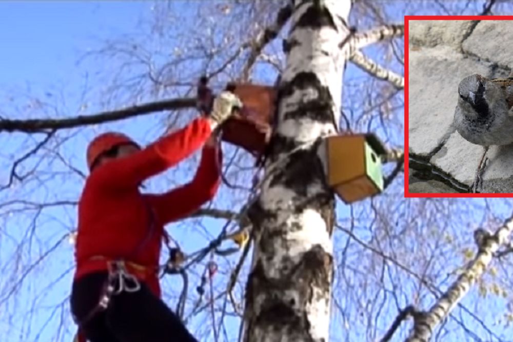Bravo, carevi! Mladi Kraljevčani napravili kućice za vrapce! (VIDEO)