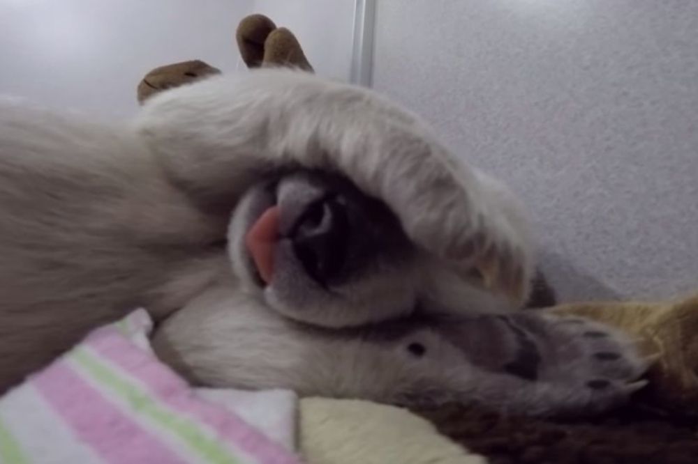 Video koji je raznežio sve: O čemu sanja ovo polarno meče? (VIDEO)