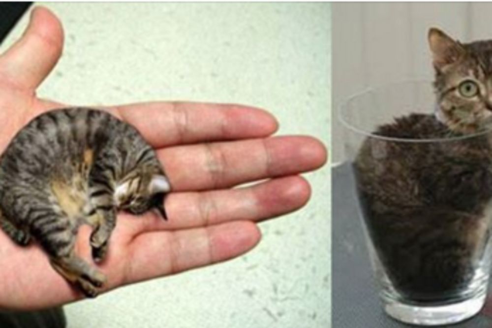 Upoznajte Gospodina Piblsa - najmanju mačku na svetu! (FOTO)