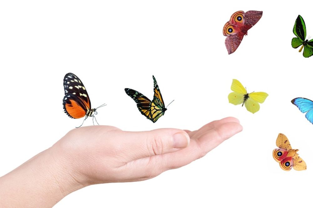 Efekat leptira: Da li zaista znate šta to znači? (GIF)