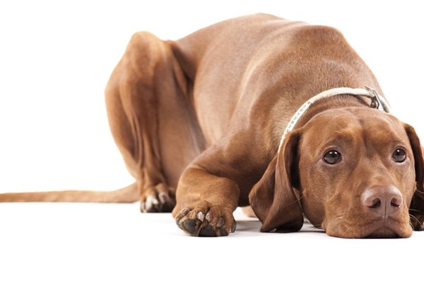 Ovaj pas je pobegao od noža: Ulicama Prokuplja šeta presečenog grkljana (UZNEMIRUJUĆE SLIKE)