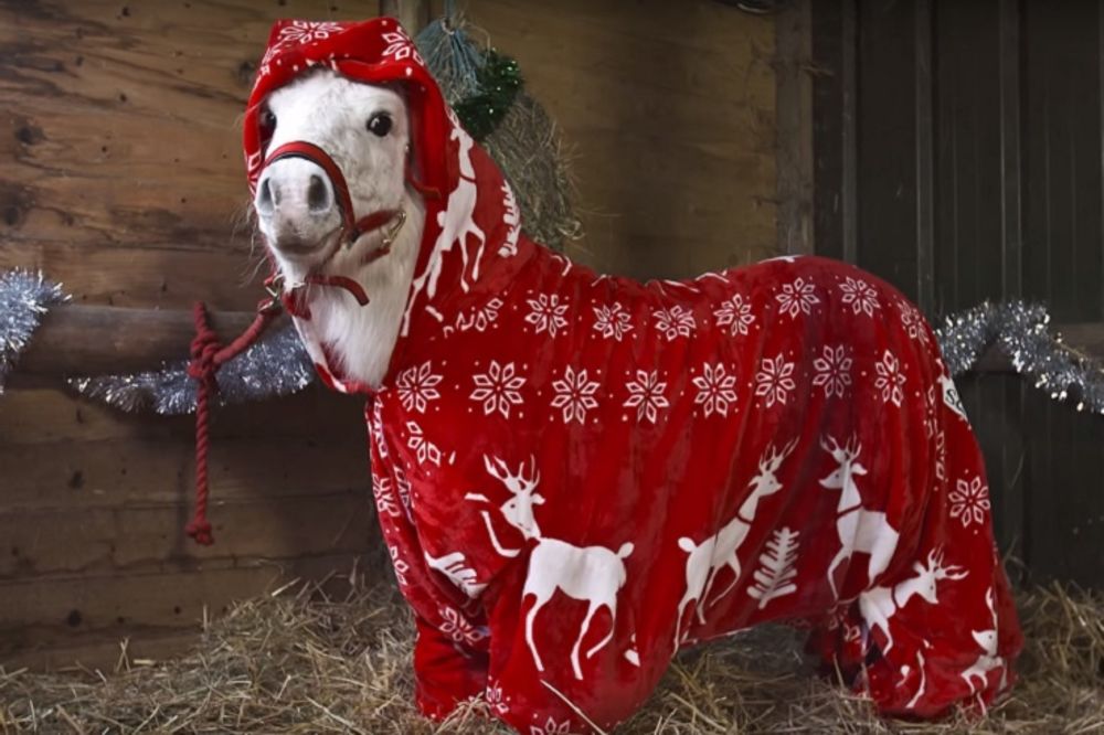 Da li je ovo najslađi poni na svetu? (FOTO) (VIDEO)