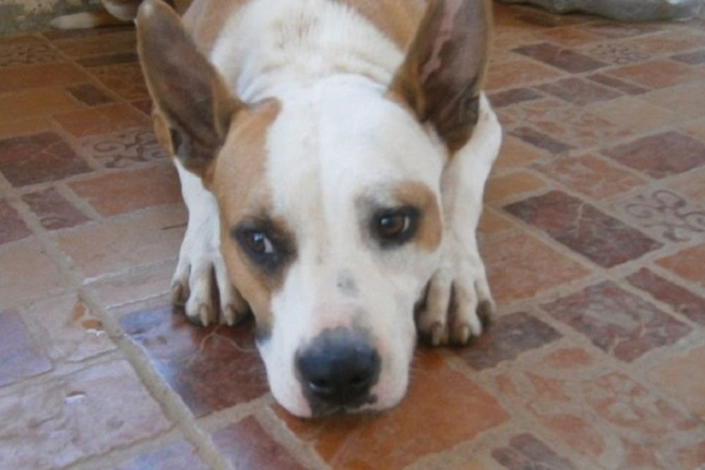 Ova slatka kuca traži dom: Upoznajte Laru, ženkicu koja jedva čeka da je neko udomi! (FOTO)