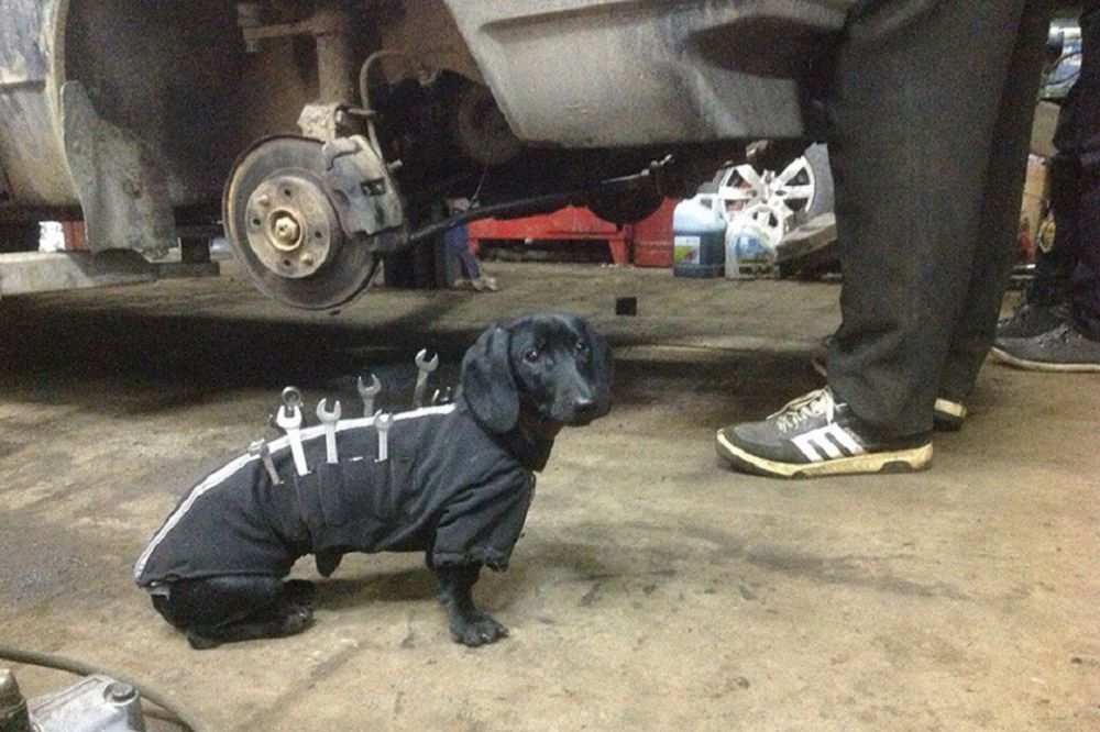 Rusko kuče, s francuskim ključem! Ima li išta slađe? (FOTO)