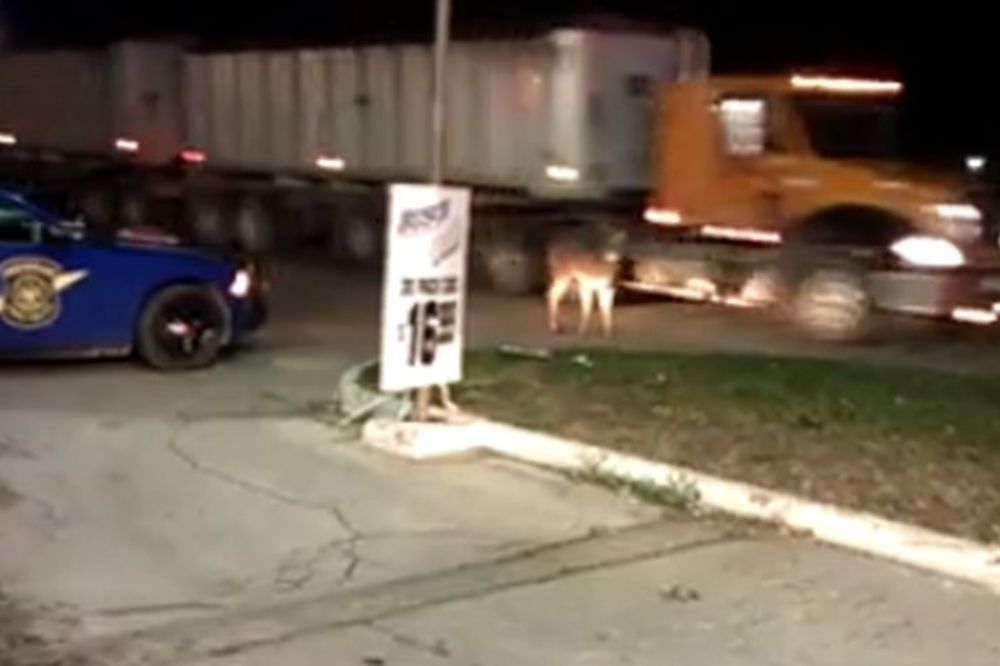 Da li ima dušu? Policajac vrši brutalnu egzekuciju bambija! (UZNEMIRUJUĆI VIDEO)