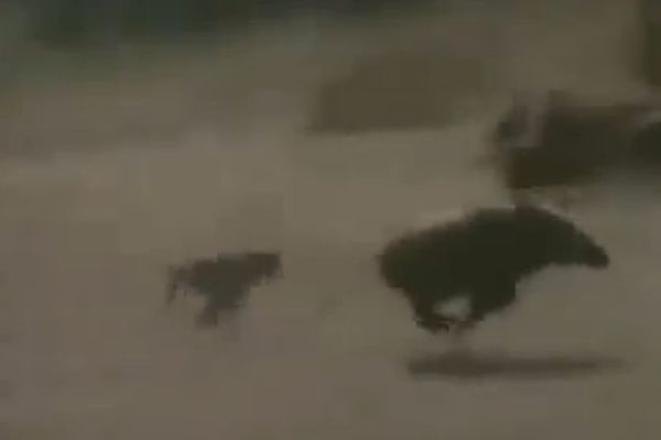 Kakvi ludaci: Ovako u Africi love divlje svinje! (VIDEO)