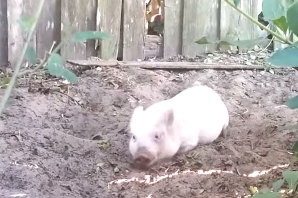 Gica na steroidima: Kad Oliver postane hiperaktivan, događa se nešto neodoljivo (VIDEO)